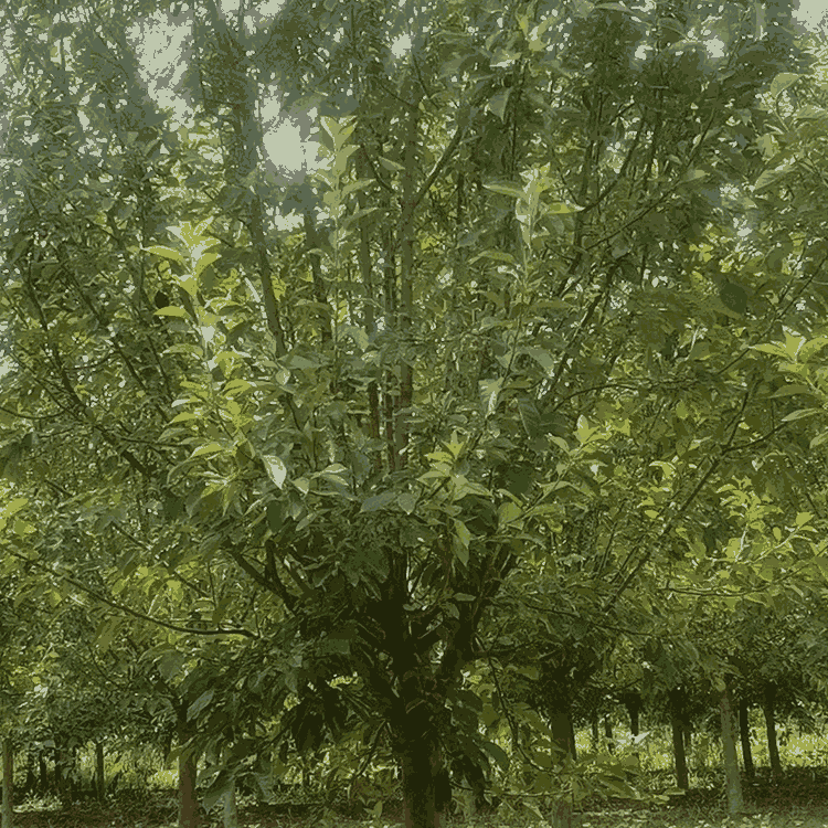 շľ ֹ
